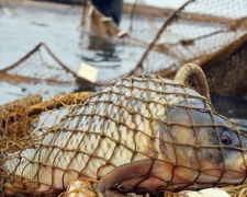 На Донетчине браконьеры выловили почти полтонны рыбы