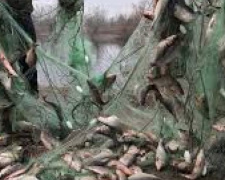 Браконьеры выловили из Азовского моря около 6 тонн рыбы на сумму свыше 1 млн грн