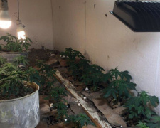 Мариуполец на протяжении двух лет выращивал в подвале гаража коноплю (ФОТО)