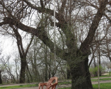 В Мариуполе «заговорят» деревья (ФОТО)