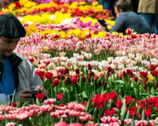 Мариупольская «Веселка» станет местом фестиваля тюльпанов (ФОТО)