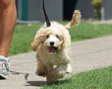 Мариупольцы-энтузиасты откроют площадку для выгула и дрессировки собак