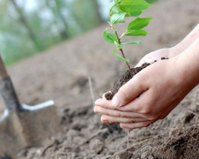 Мариупольцы смогут высадить деревья в понравившемся месте