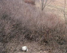 На Донетчине обнаружили скелетированный череп человека (ФОТО)