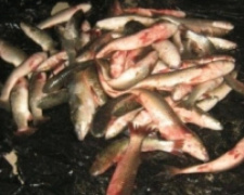 На Донетчине задержаны браконьеры с уловом рыбы на 44 тыс. грн (ФОТО)