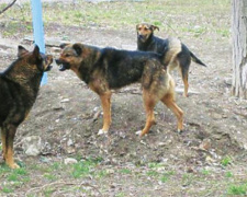На жителей Приморского района бросаются бродячие собаки