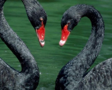 Из мариупольского зоопарка пропала семья черных лебедей (ВИДЕО + ДОПОЛНЕНО)