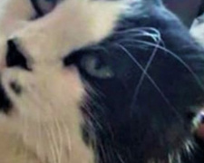 Как «дорогой» кот-потеряшка помог другим животным обрести хозяев под Мариуполем