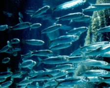 Квоты на вылов рыбы в Азовском море Россия и Украина поделят онлайн