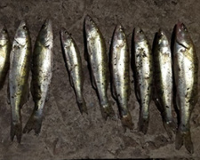 В Мариуполе браконьер наловил рыбы почти на 36 тысяч гривен