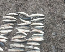 В Мариуполе на реке браконьер наловил рыбы на 23 тысячи гривен