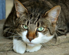 «Замуровали заживо»: в Мариуполе разгорелся скандал из-за котов