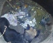 Мариупольские спасатели вызволяли собаку из колодца