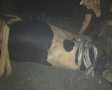 На Донетчине спасатели спецтехникой и пожарными рукавами тянули корову из грязи