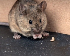 В Великобритании фермер обнаружил мышь-уборщицу (ВИДЕО)