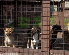 В Мариуполе планируют стерилизовать 1500 бездомных животных