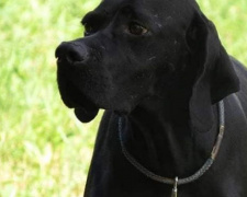 Пропали собаки: мариупольцев просят о помощи в поисках (ФОТО)