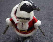 Пингвины в Японии провели свой новогодний парад (ВИДЕО)