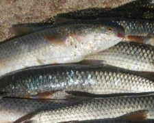 Под Мариуполем браконьеры наловили рыбы на 56 тысяч гривен