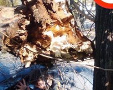 В Мариуполе на авто упало дерево, а на трассе перевернулся автомобиль