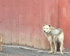Бездомные собаки кусают жителей спального района Мариуполя