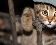 В Мариуполе после смерти хозяйки в заточении оказались семь кошек