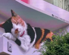 Огромный билборд с мяукающим котом