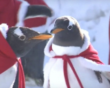 Пингвинов китайского зоопарка нарядили в костюмы Санты (ФОТО+ВИДЕО)