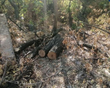 Мариуполец вырубил деревья в парковой зоне