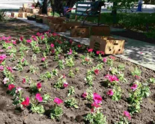 Мариуполь превращают в город-сад: закуплено 150 тысяч рассады (ФОТОФАКТ)