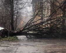 Штормовой ветер в Мариуполе ломал деревья, рвал троллеи и рушил балконы