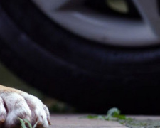 Сбил и уехал: в Мариуполе спасли жизнь собаке (ВИДЕО)