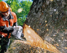 В Мариуполе в 2019 году планируется спилить более 2000 деревьев