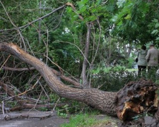 В Мариуполе за полгода повалено более тысячи деревьев (ФОТО)