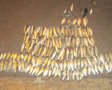 В Мариуполе истек срок нерестового запрета. Мариупольцы вновь смогут рыбачить? (ФОТО)