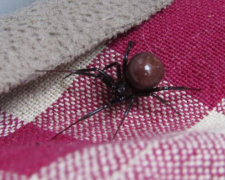 Мариупольцы «сожительствуют» с пауком, похожим на черную вдову