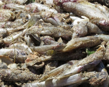 Третий день в Мариуполе устраняют последствия массового замора рыбы (ФОТОФАКТ)  