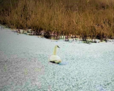 В Мариуполе спасли лебедя, у которого лапа примерзла ко льду