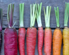 Оранжевое настроение: что приготовить мариупольцам во Всемирный день моркови? (ФОТО)