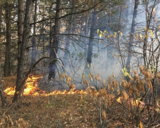 Огонь дошел до Федоровского леса под Мариуполем. Был ли это поджог?
