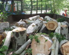 Коммунальщики в Мариуполе режут здоровые деревья, чтобы бороться с сухостоем (ФОТО+ВИДЕО)