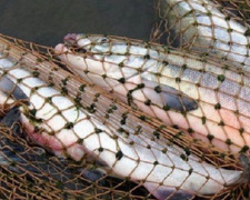В ноябре мариупольские браконьеры наловили рыбы на 80,5 тысяч гривен