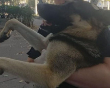 Патрульные и ветеринары спасли травмированную собаку. Ищут старых или новых хозяев