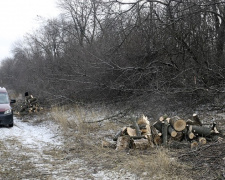 В Кальмиусском районе поймали нелегальных лесорубов