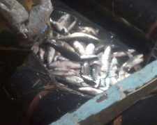 В Мариуполе браконьеры попались на вылове рыбы: Ущерб 100 тыс. грн. (ФОТО)