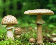 Мариупольский турист отравился грибами в Карпатах