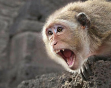 Череда событий в Мариуполе: избиение, укусы обезьяны и собаки