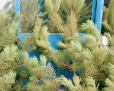 Перевыполнили план по соснам: под Мариуполем – небывалый ажиотаж на новогодние деревья