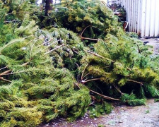 «С отступающим»: Куда в Мариуполе сдавать елки после Нового года?