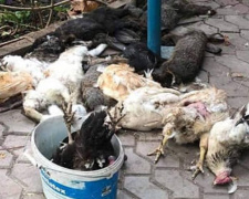 В Мариуполе уличные собаки выломали замки на клетках и подушили домашнюю живность